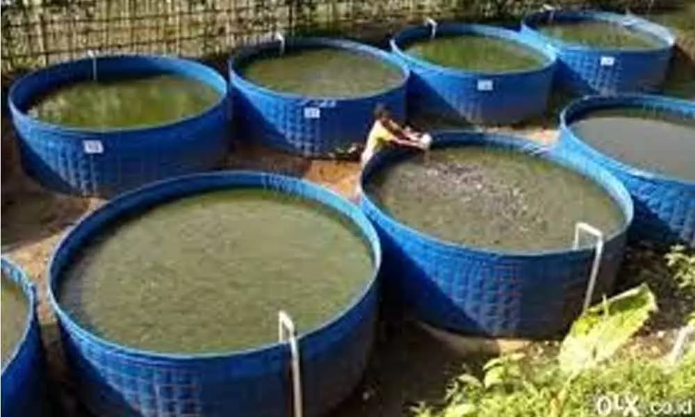 Fish farmers told to follow protocols in biofloc tech