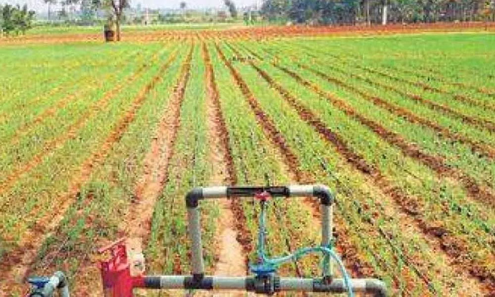 Govt nod for subsidised loans for micro-irrigation projects