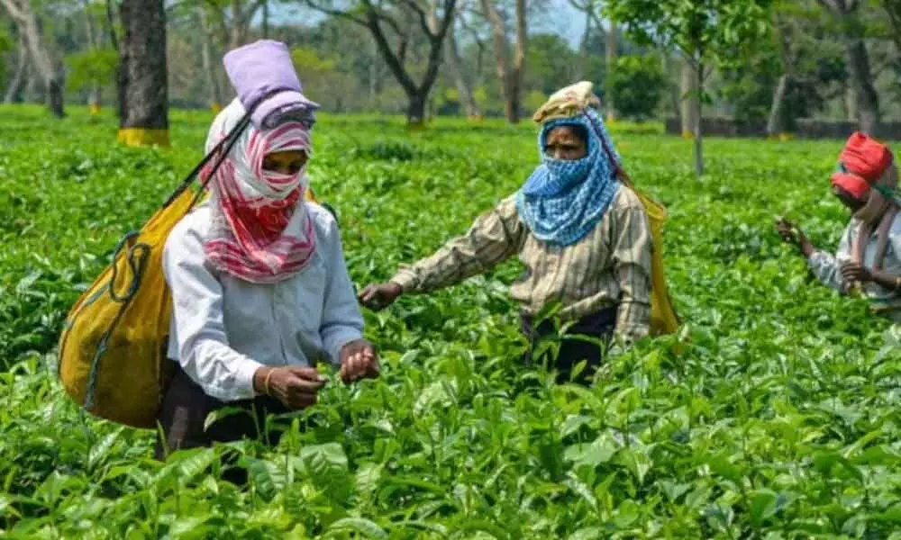 Time to help tea industry bounce back