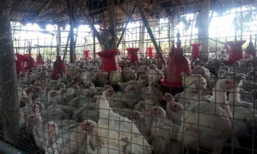 Poultry profitability expected to improve by 200 bps in FY21: Crisil Poultry profitability expected to improve by 200 bps in FY21: Crisil