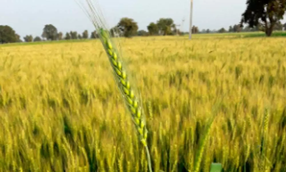 Acreage under Rabi crops rises by nearly 5%