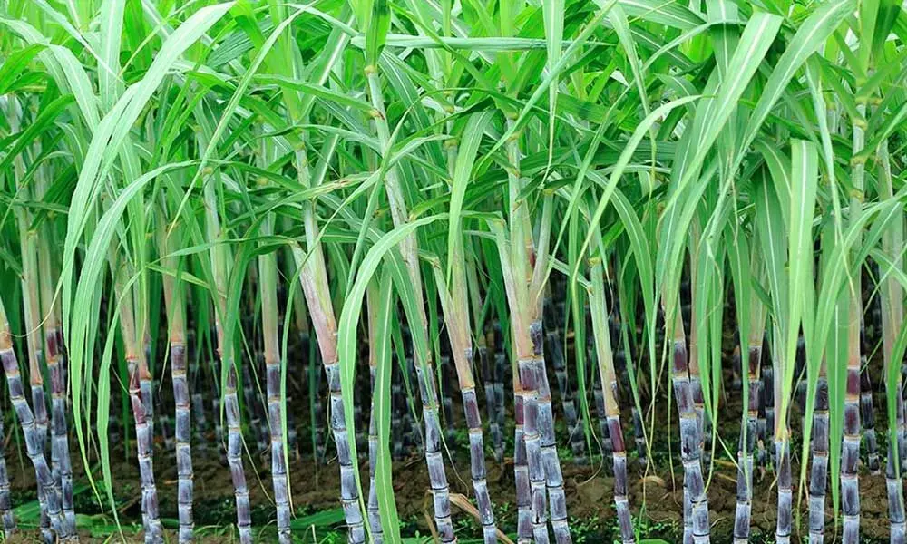 sugarcane