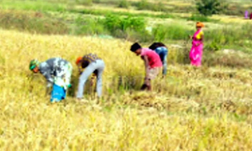 Kharif rice procurement of Chhattisgarh restricted