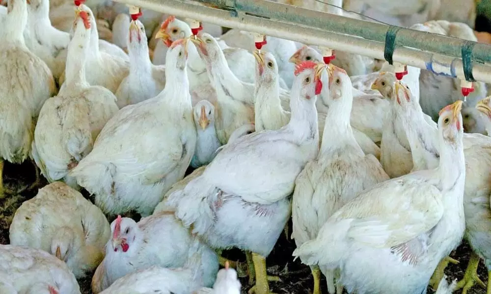 Bird flu scare impacts chicken sales in Andhra Pradesh