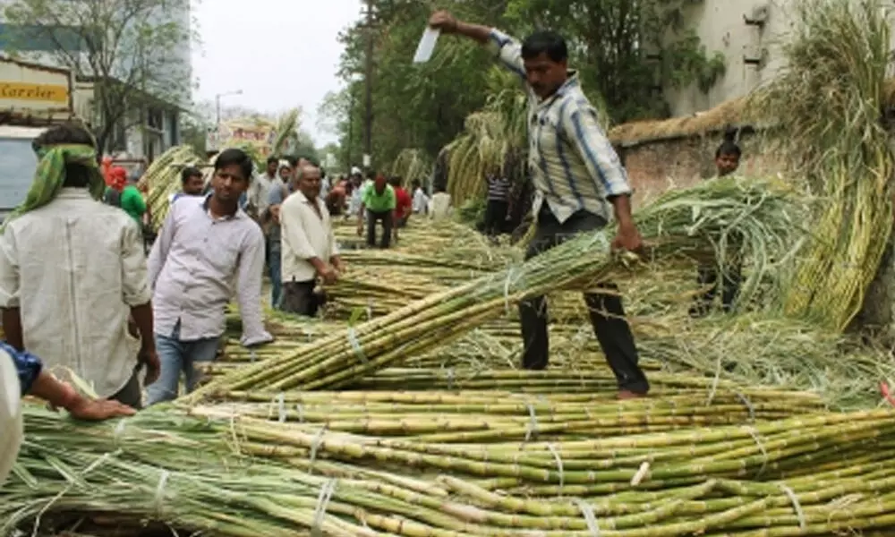 UP making women self-reliant with bud chip method of cane plantation