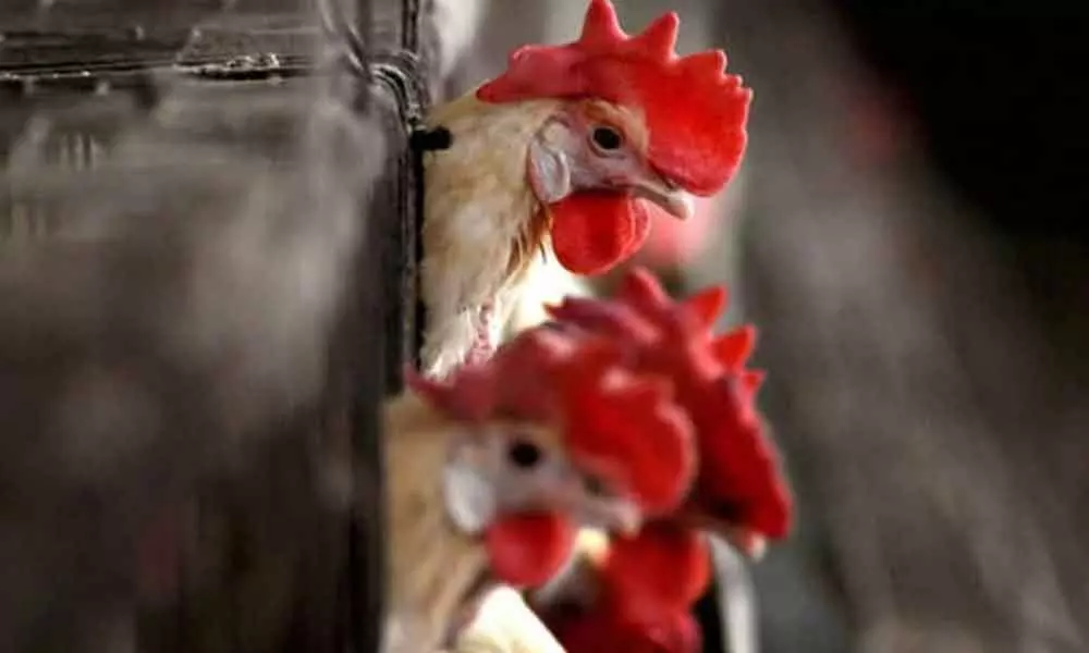 Bird flu now confirmed in 10 states