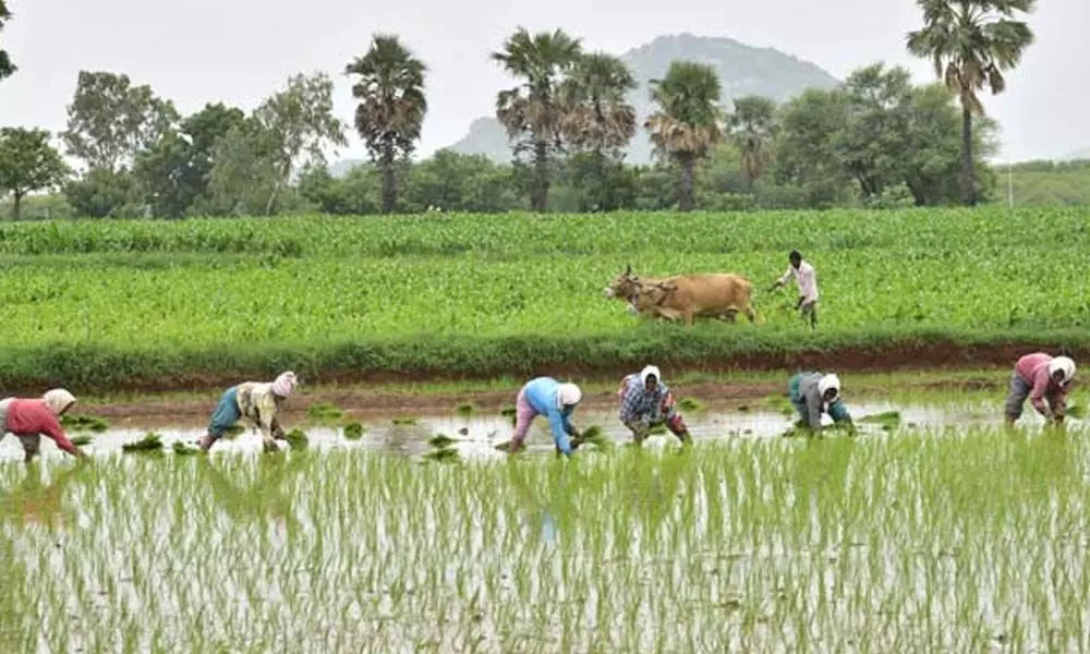 Experts moot additional funds, incentives for agri sector