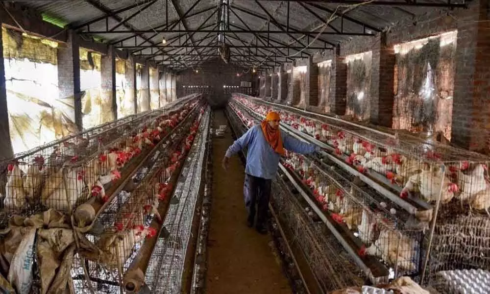 Bird flu to hit poultry sales by a third in January