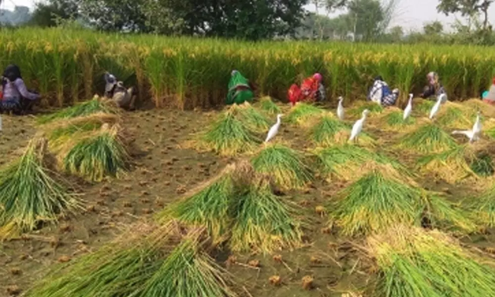 AP Minister slams Naidu for claim over payments for paddy procurement