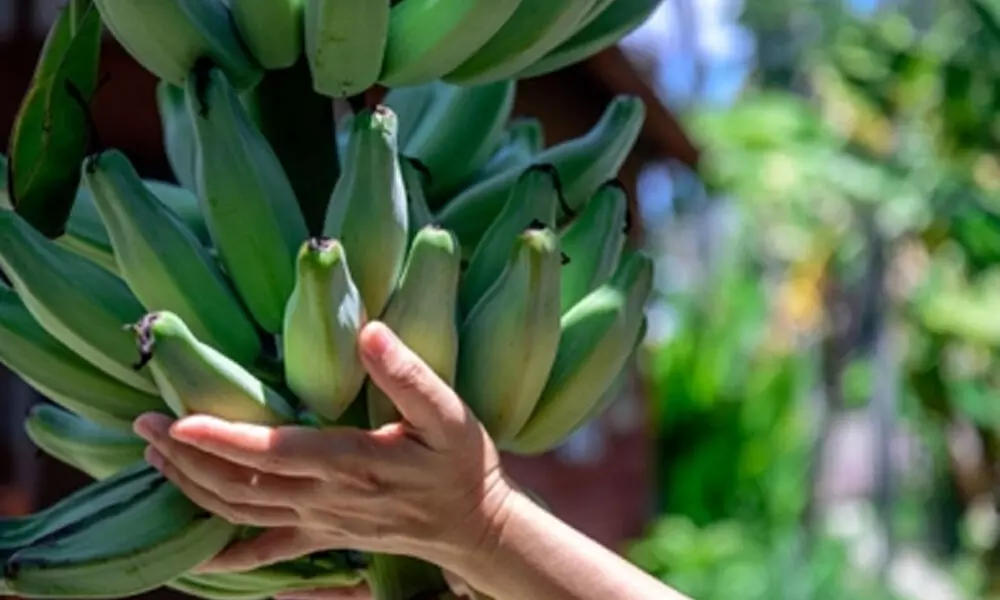 Farmers discuss new techniques to improve banana cultivation