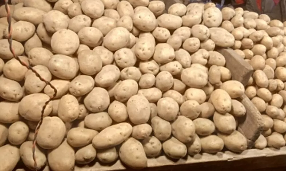 Two new potato varieties to improve yield by 25%