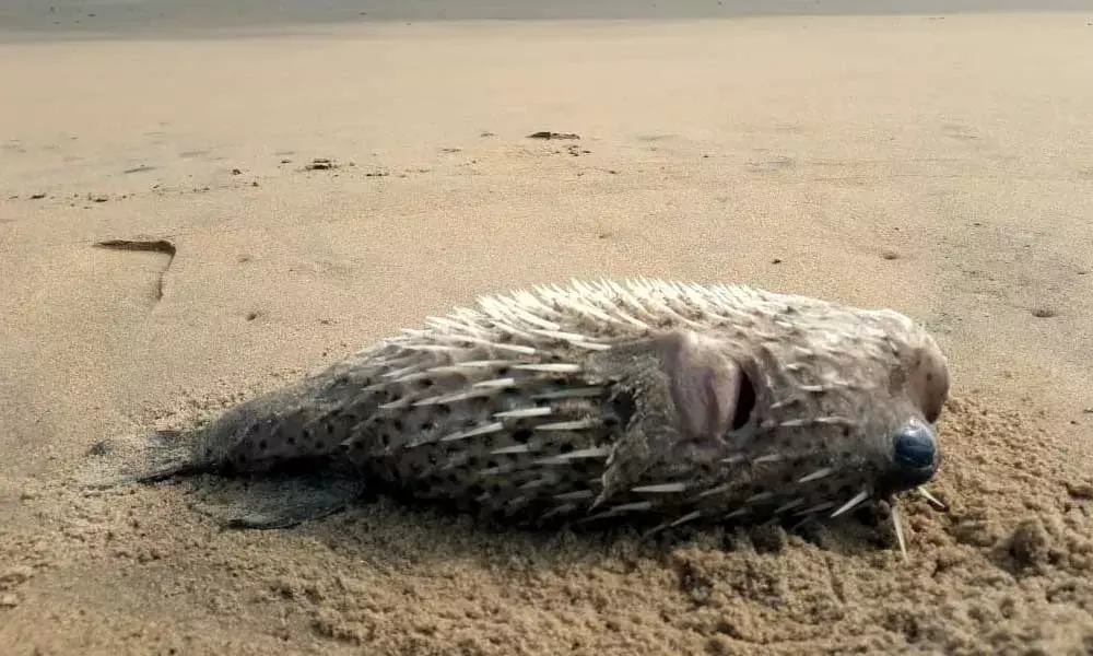 Plea to save turtles, marine species from effluents