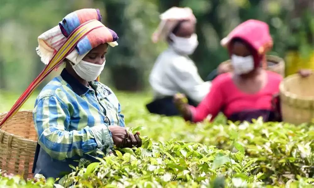 Indian tea exports expected to rise as key importing countries are recovering from Covid-19