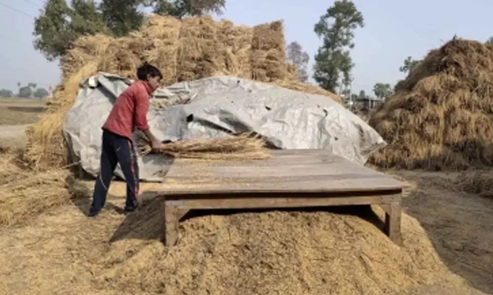 Govt to procure over 427L ton wheat in 2021-22