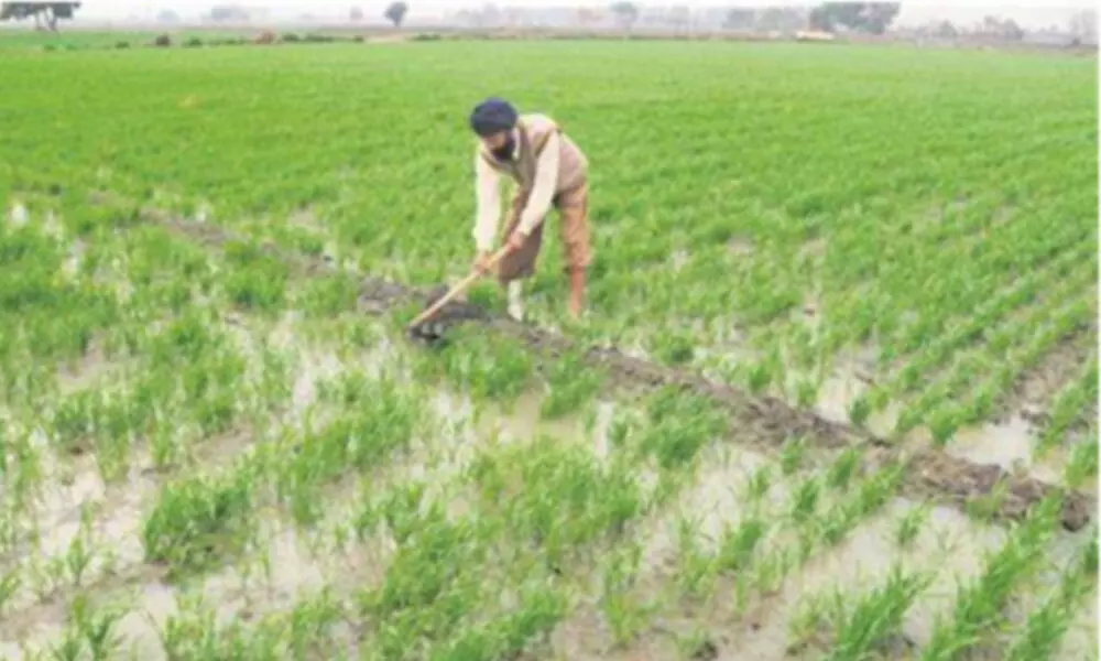 Punjab to waive farm loans worth Rs 1,186 crore of landless farmers