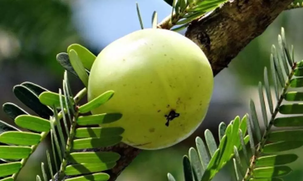 Keeping inner body strong naturally! Keeping inner body strong naturally!