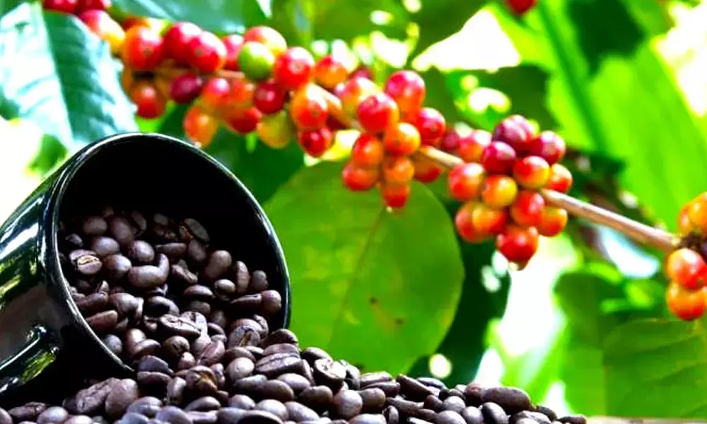 Forest recovery using coffee waste!