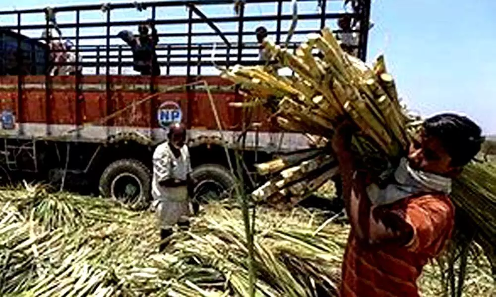 Maharashtra govt likely to give nod on sugar transport subsidy