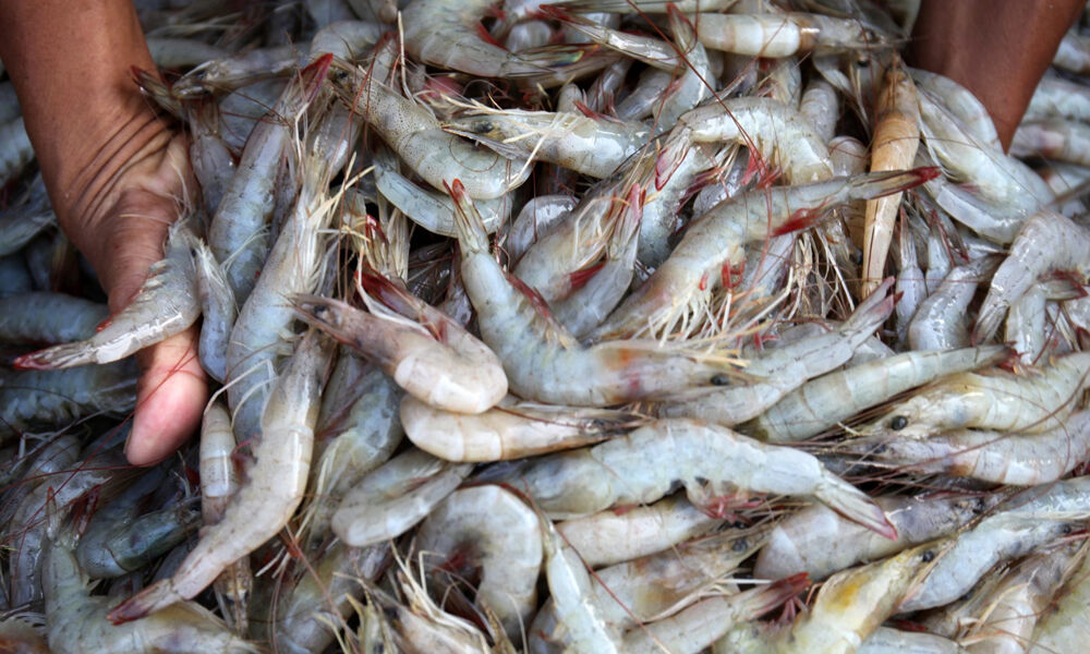 Steep increase in prices of soya bean hits shrimp, fish and poultry