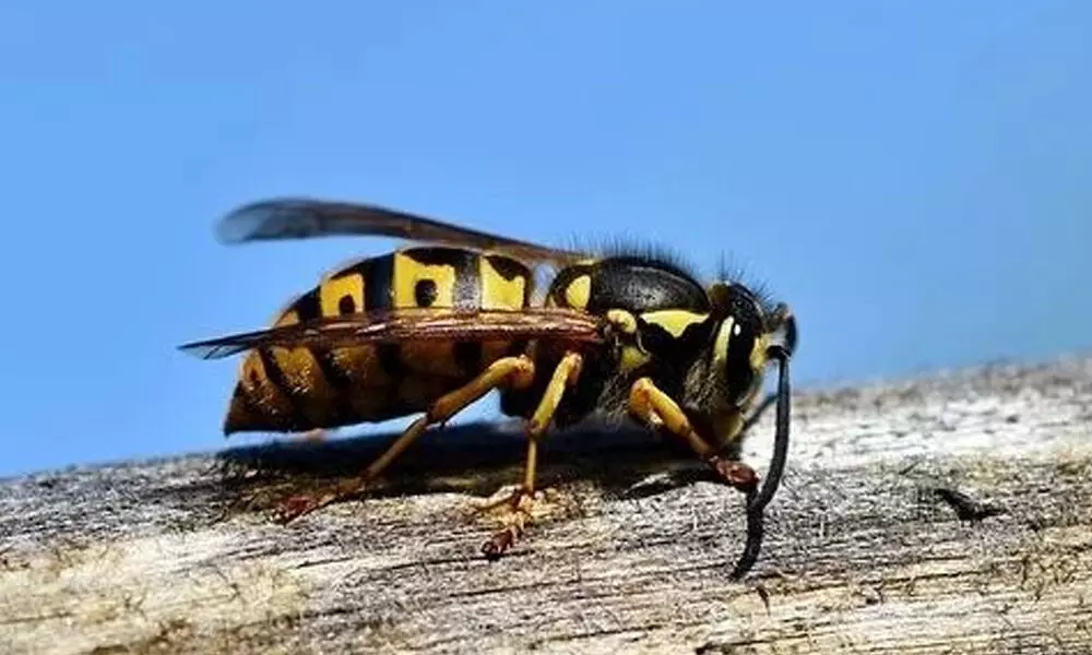 Much hated wasps are valuable for ecosystem!