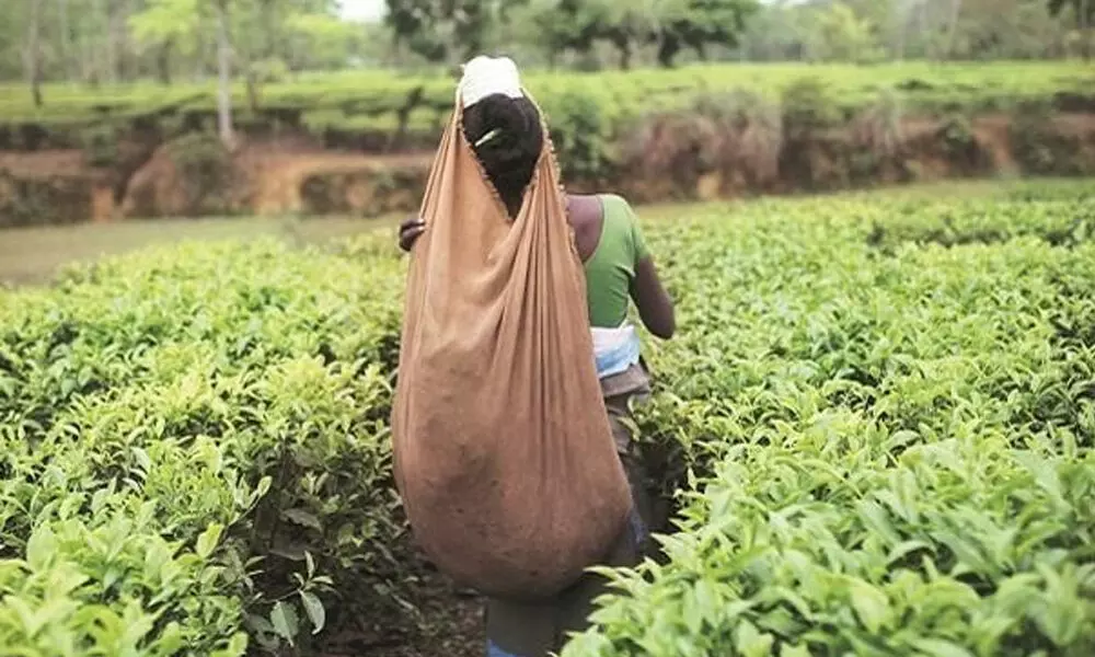 Wage hike may hit fin growth of bulk tea cos