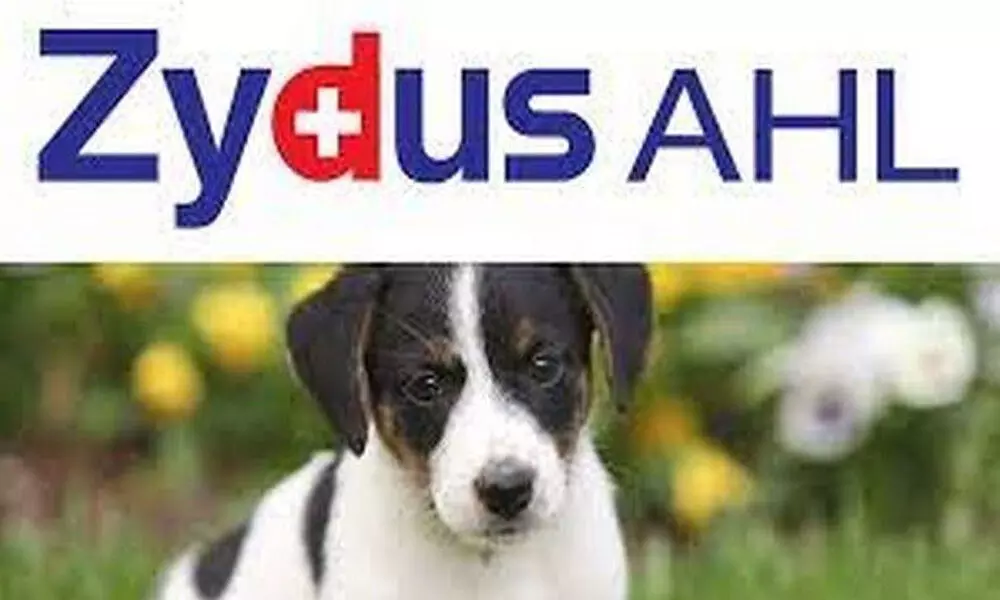 Zydus Animal Health and investment completes sale of animal health business for Rs 2,921 crore