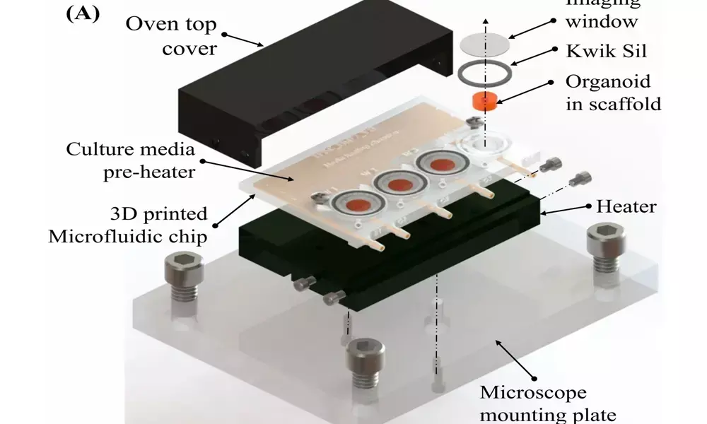 The objective is to observe the brain tissues while they grow and develop, a technology that can potentially accelerate medical and therapeutic discoveries for diseases such as cancer and neurological disorders like Alzheimer’s and Parkinson’s