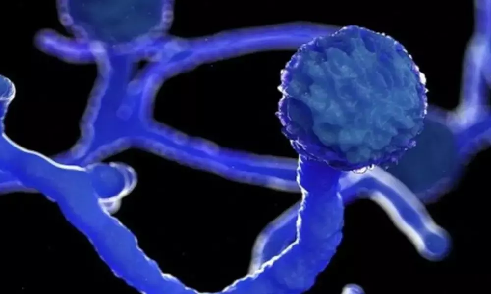 In many cases, the disease progresses rapidly and may result in death unless underlying risk factors are corrected, and appropriate antifungal therapy and surgical procedures are initiated