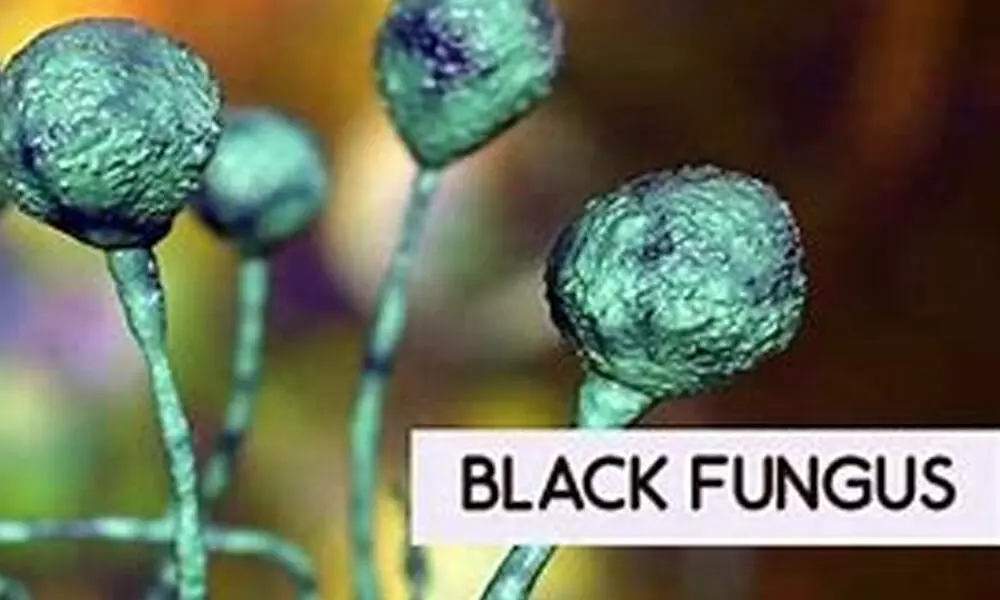 TS declares black fungus as epidemic