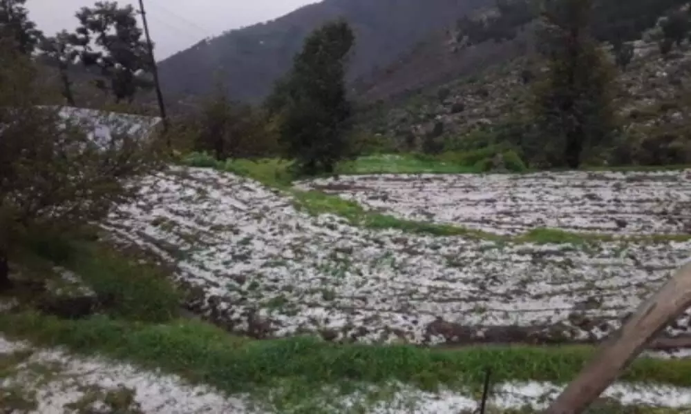 Unseasonal hailstorms leave Jammus farmers distraught