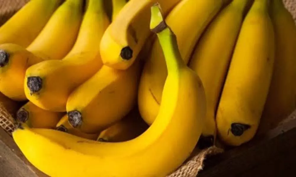 Banana exports hit Rs. 619 cr in FY21