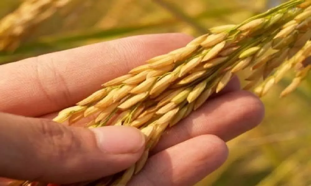 Foodgrains worth Rs 1.6K cr procured in Andhra