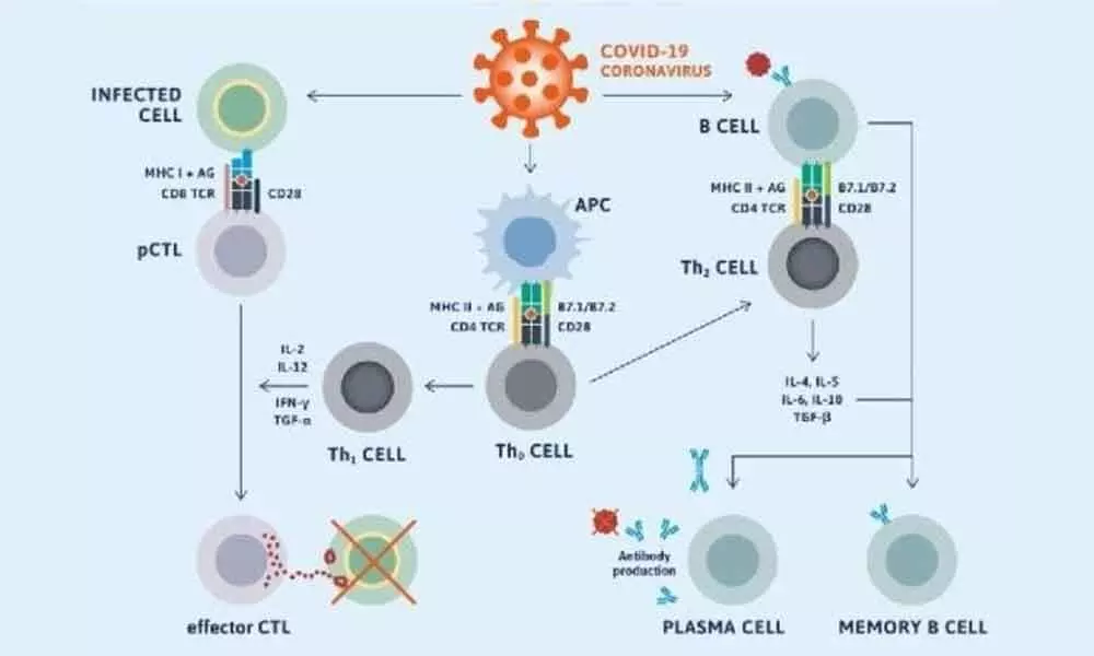 Covid Virus Infection Diagram