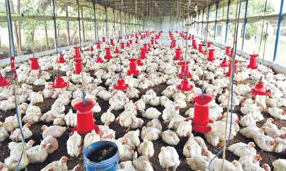 AIPBA calls for disease-free poultry sector