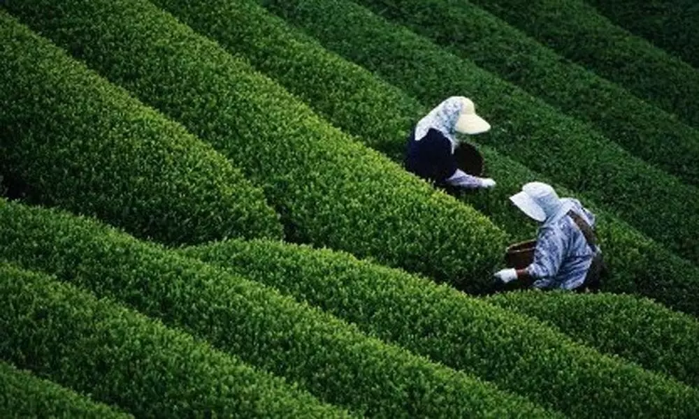Bad weather, low output & high prices concerns for Indian tea industry