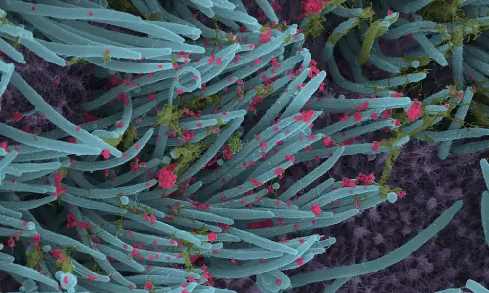 Japanese breakfast effective against Covid: Study