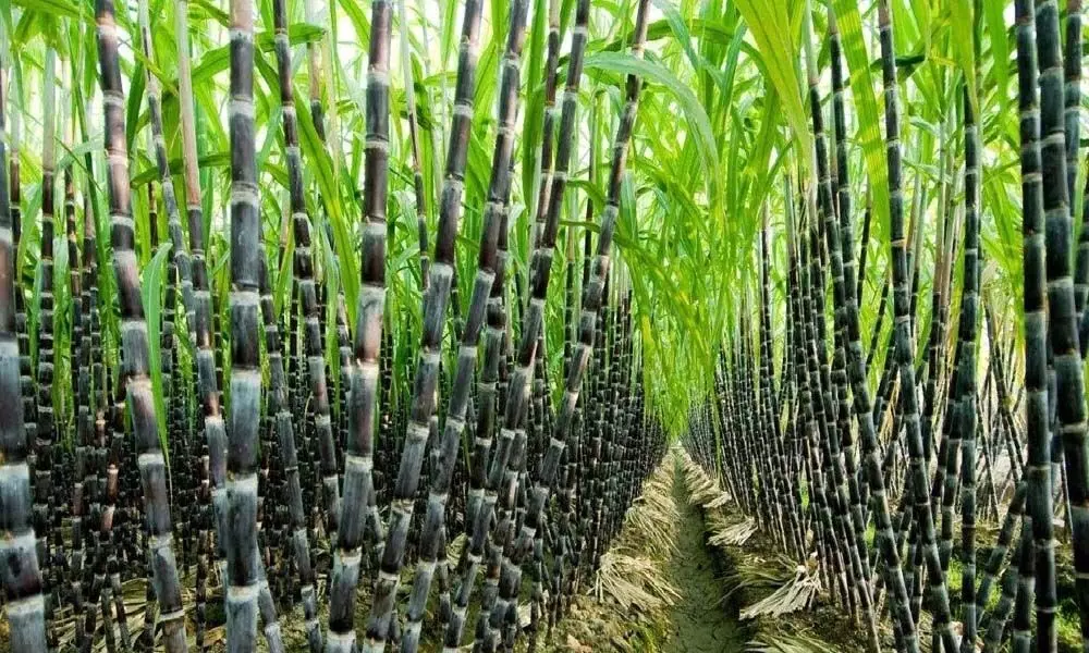 Sugarcane yield rises in UP