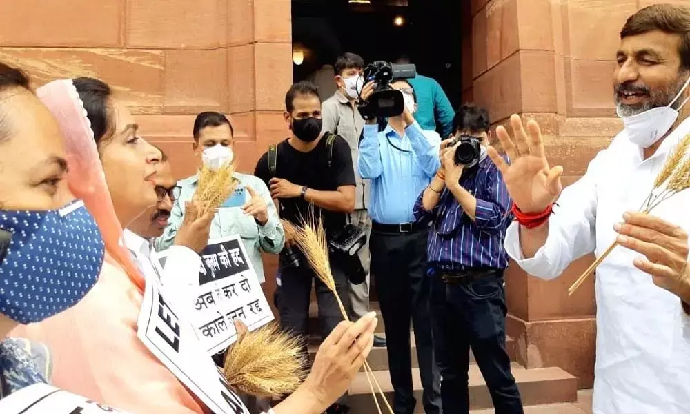 SAD-BSP MPs hand over wheat stalks to Parliamentarians