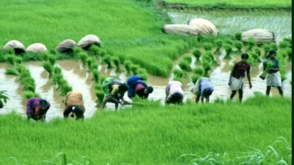 Concerns mount about kharif sowing due to uneven rainfall distribution: Crisil Research