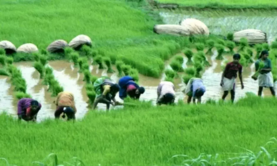 Concerns mount about kharif sowing due to uneven rainfall distribution: Crisil Research