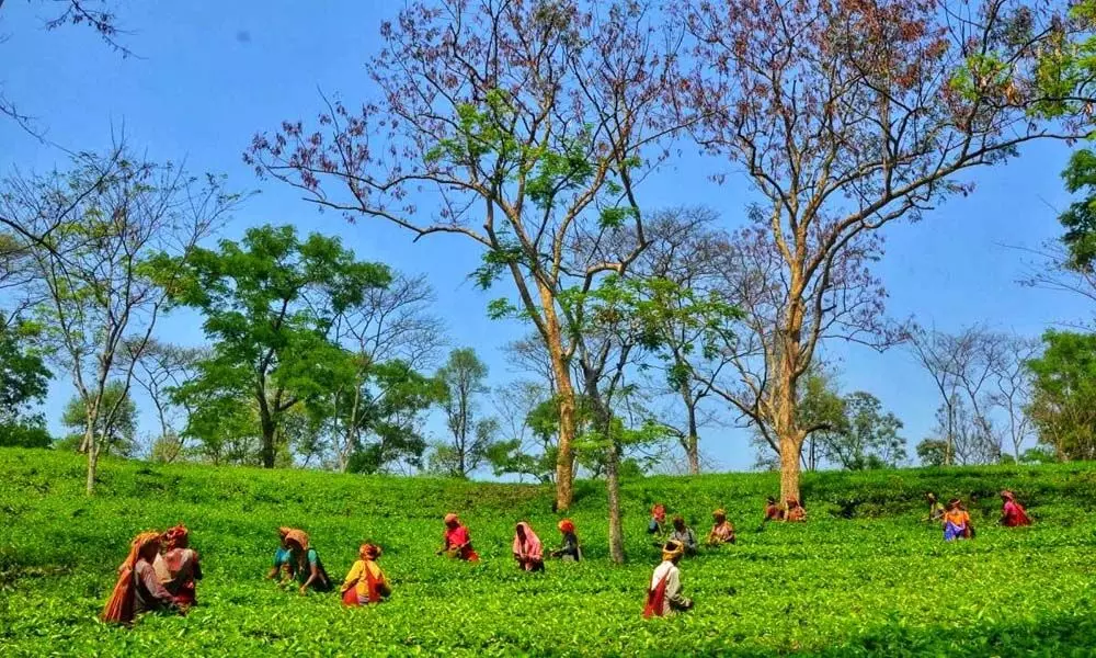 Can tea tourism give a new boost to Tripura’s Covid-hit economy?