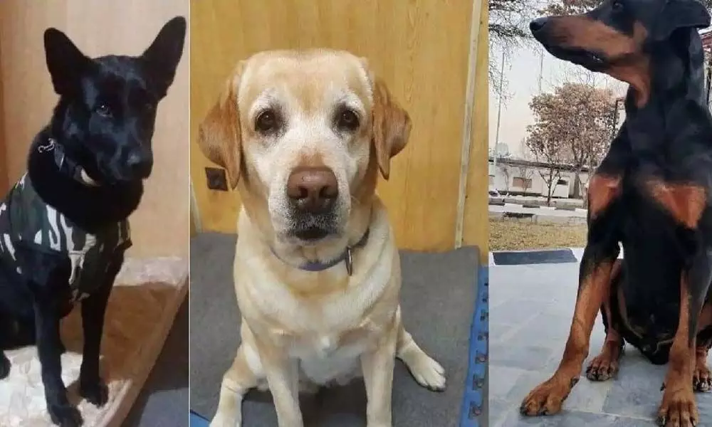 Afghan-returned dogs to serve in anti-Naxal ops Afghan-returned dogs to serve in anti-Naxal ops