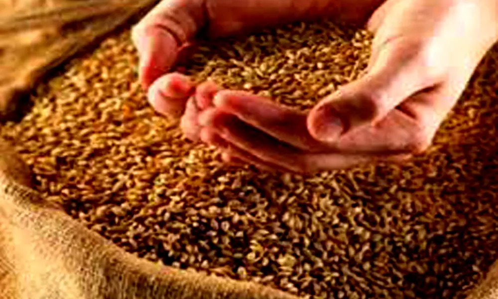 Govt hikes MSP for wheat, mustard seed