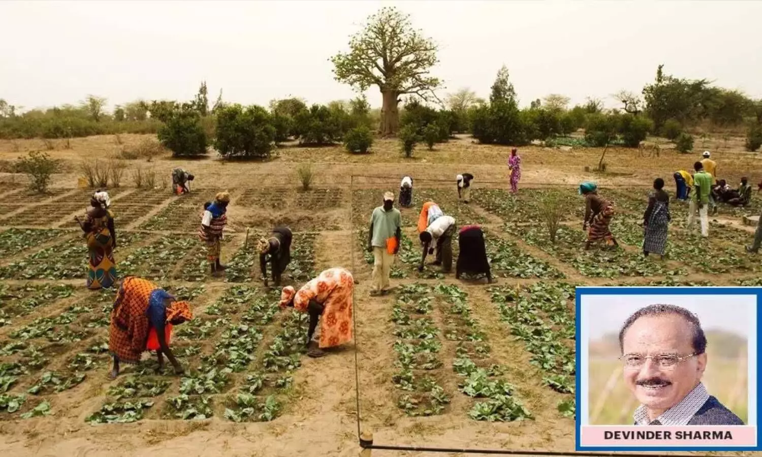 Making farming viable key to pull farmers out of debt trap