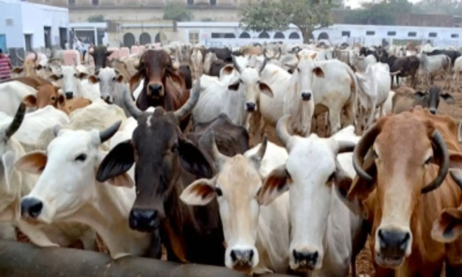 MoU signed with Gates Foundation for improving Indias livestock sector