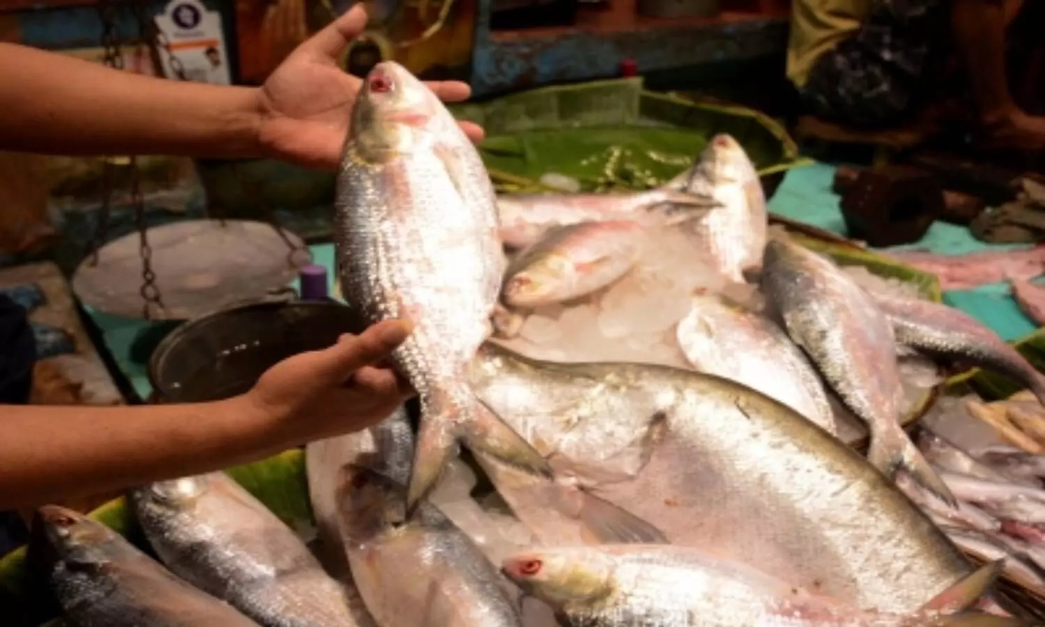 Fish exports to get boost in Varanasi