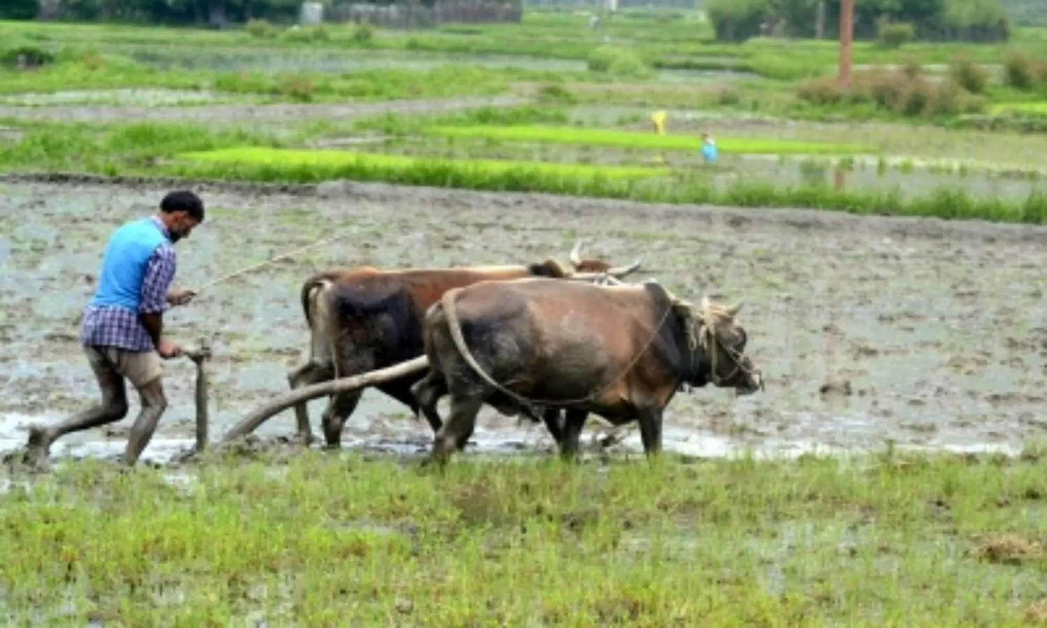 Monsoon 2021 expected to rescue Indias agriculture in FY22