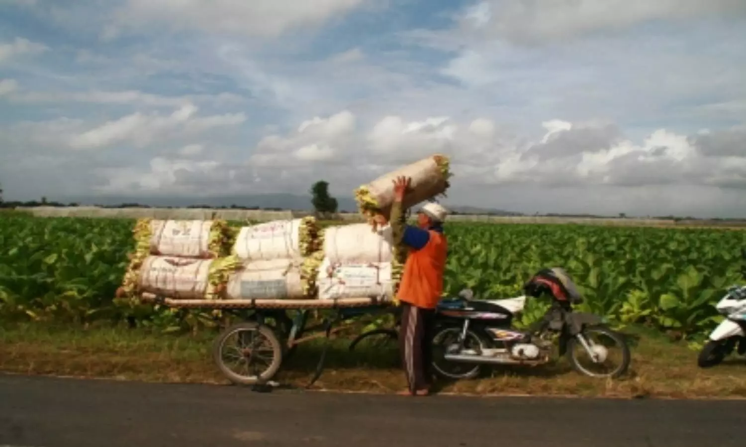 Farmers oppose govts plan to introduce contract farming in tobacco sector