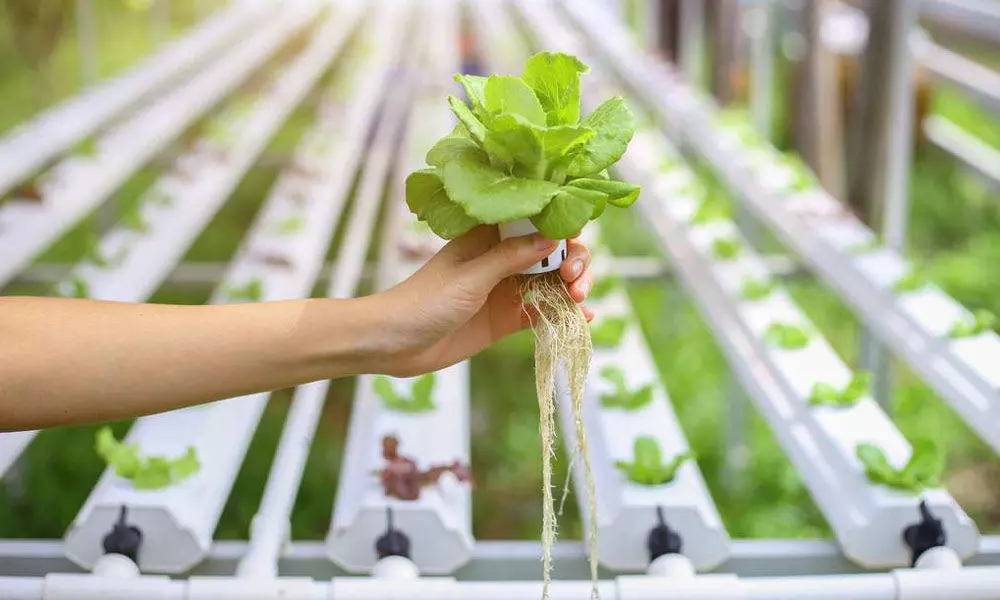 Hydroponics, the future farming model?