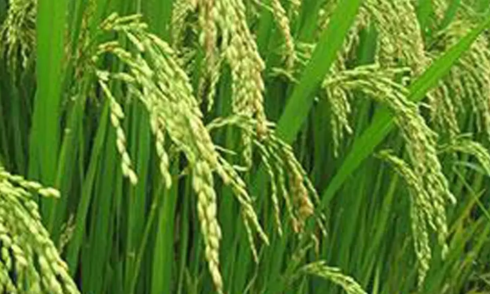 NITI sees 10% growth in FY22 on strong agri recovery